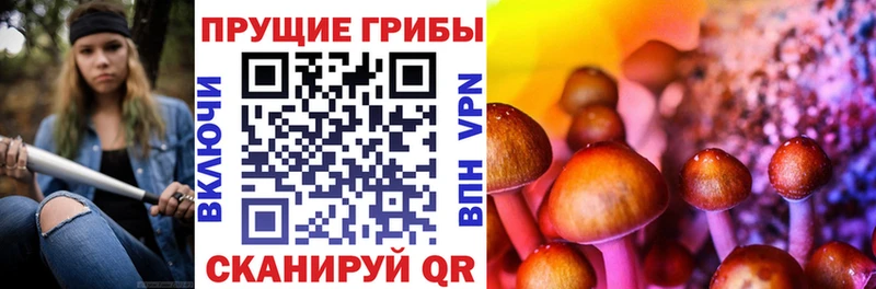 где продают Кольчугино Галлюциногенные грибы Magic Shrooms